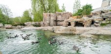 Penguin Enclosure